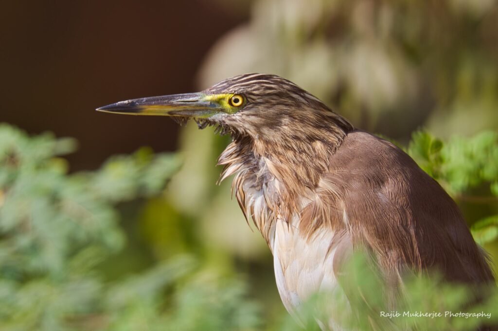 long lenses are the best options for wildlife photography