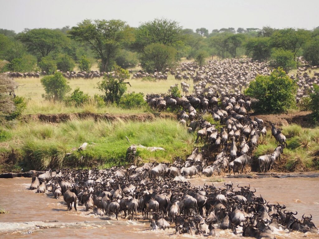 wildebeest migration in Africa