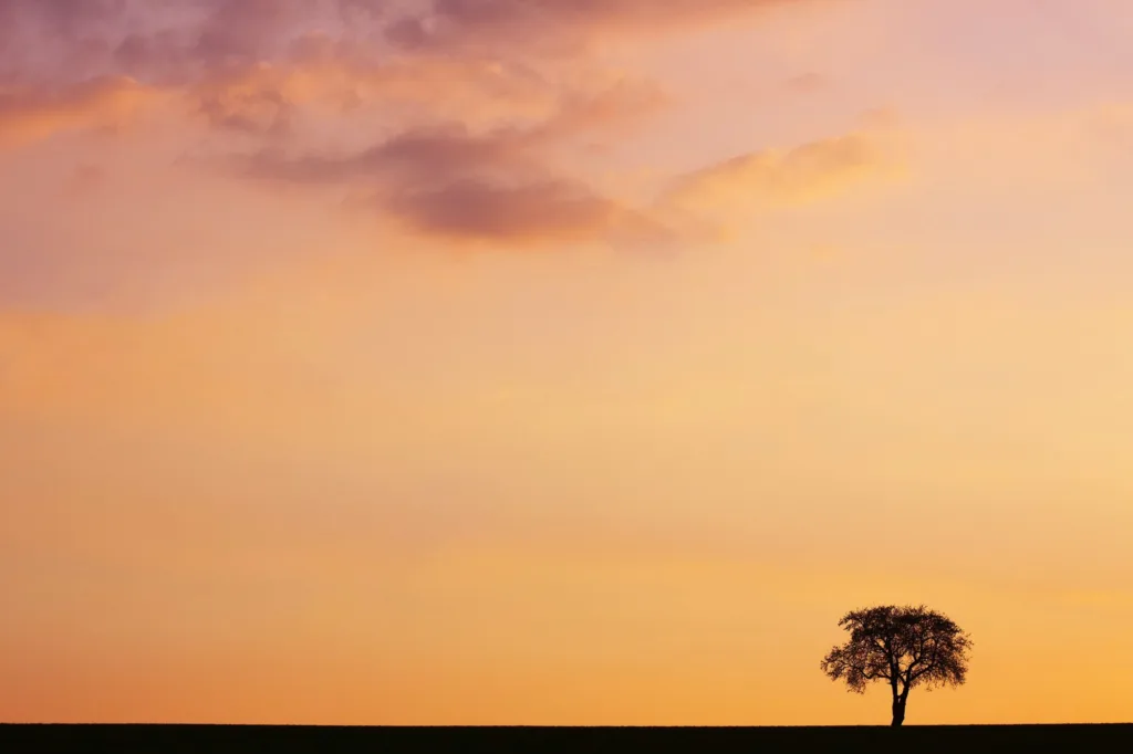 lonely tree